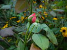 DSCN9260