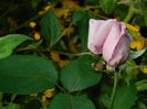 DSCN9274
