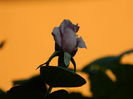 DSCN9276