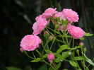 DSCN9281