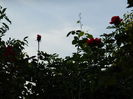 DSCN9297