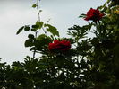 DSCN9298