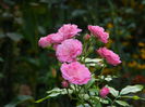 DSCN9306