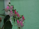 DSCN9310