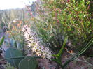 Wurmbea elongata