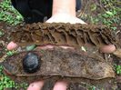 Mucuna holtonii