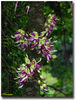 Mucuna_macrocarpa
