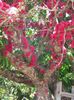 Syzygium malaccense