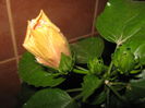 Picture My plants 1280