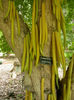 parmentiera-cereifera-