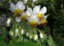 sparmannia africana