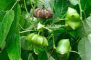 plukenetia volubilis