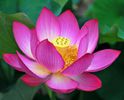 nelumbo n. rosea plena