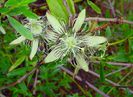 passiflora auriculata
