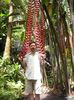 heliconia longissima