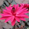 nymphaea Red-Flare