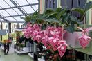 medinilla
