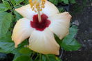 lutea-94