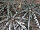 dizygotheca elegantissima