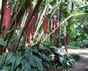 Heliconia Mariae