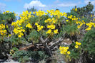 coreopsis gigantea