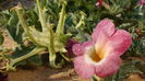 Harpagophytum Procumbens