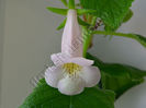 Sinningia EW s Pink Pearl - parfum divin la flori