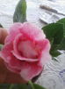rokoko pink 18.9.2014