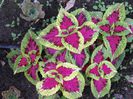 Solenostemon scutellarioides