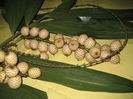 Calamus manillensis