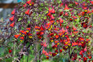 Tropaeolum-tricolor