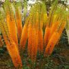 Eremurus Cleopatra