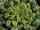 oxalis-palmifrons