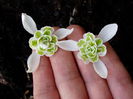 Galanthus nivalis ghiocel plin