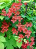 Tropaeolum speciosum