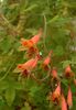 Tropaeolum pentaphyllum