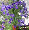Tropaeolum azureum