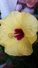 Boreas Yellow