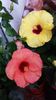 Adonicus Somon , Boreas Yellow