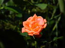 DSCN9365