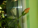 DSCN9366