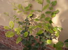 acca sellowiana