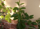 clementin