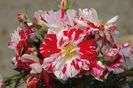 rosier-philippe-candeloro