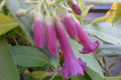 rosa-lila
