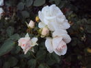 DSC03589