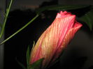 Picture My plants 1309