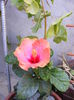 DSCF0148