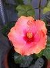 DSCF0151