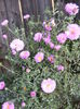 aster